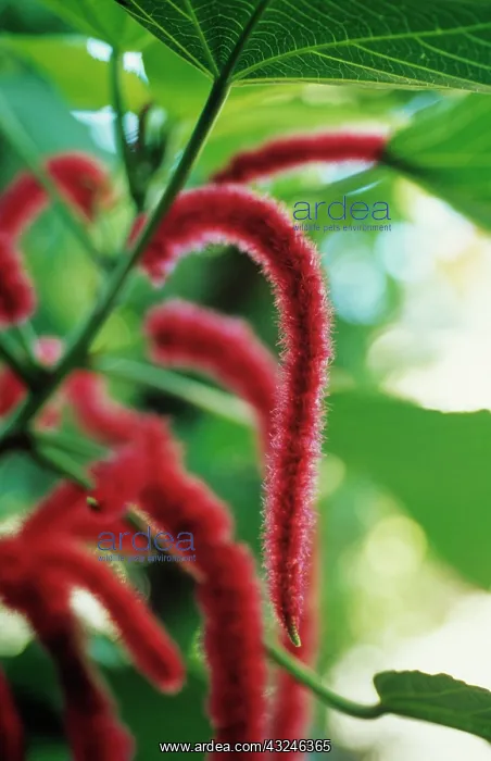 : Love-lies-bleeding : Love-lies-bleeding