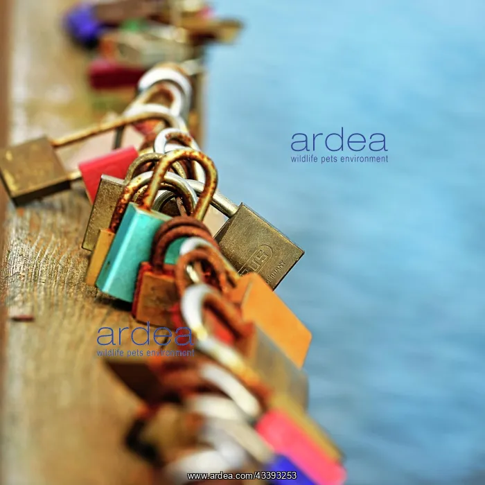  : Love locks at the village pond, Braderup, Wennin