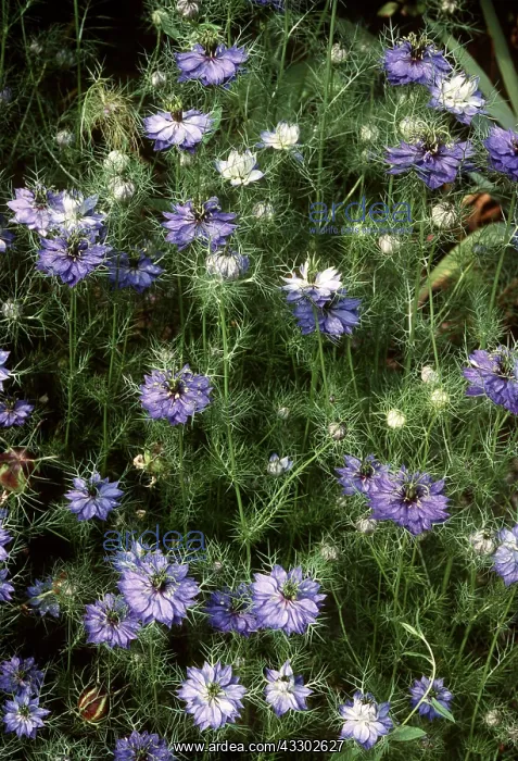 : Love in a Mist / Nigella : Love in a Mist / Nigella