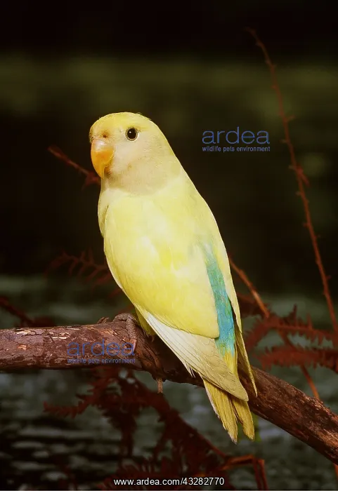 : Lovebird - Buttermilk mutation : Lovebird - Buttermilk mutation