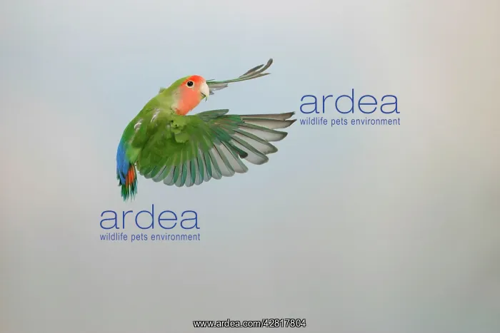 : Lovebird - Peach faced in flight turning : Lovebird - Peach faced in flight turning