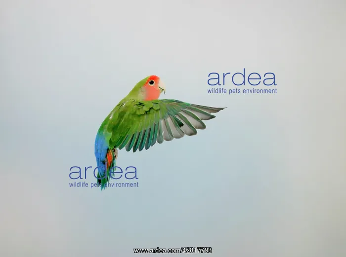 : Lovebird - Peach faced in flight side view : Lovebird - Peach faced in flight side view