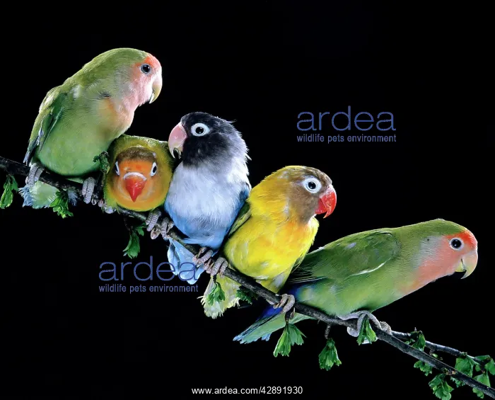 : Lovebirds. Together on branch