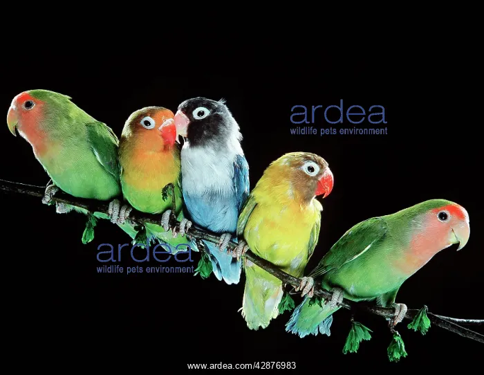 : LOVEBIRDS - x five on branch : LOVEBIRDS - x five on branch