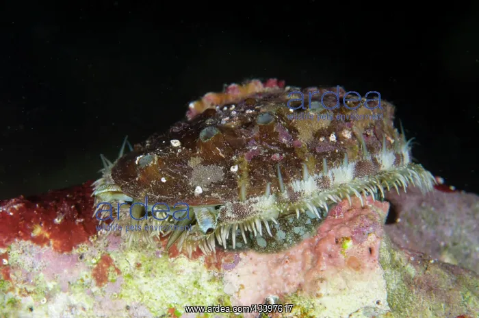 : Lovely Abalone : Lovely Abalone