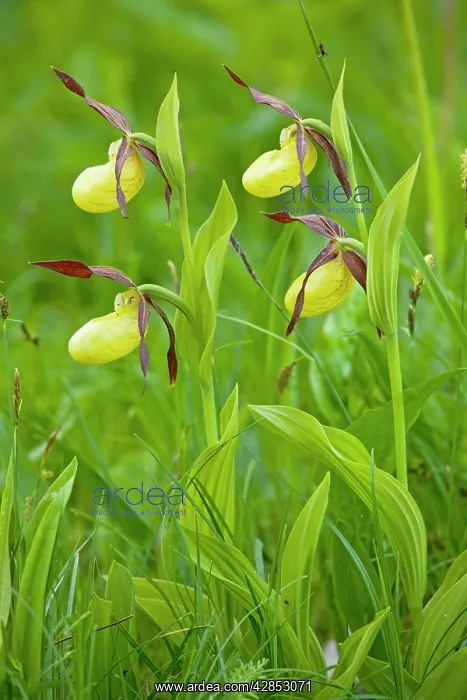 : Lovely clump of Lady's Slipper Orchids : Lovely clump of Lady's Slipper Orchids