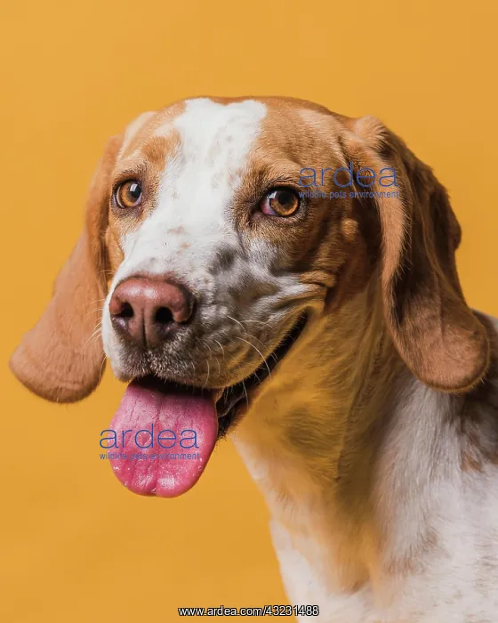 : lovely dog sticking out his tongue. High resolution photo : lovely dog sticking out his tongue. High resolution photo