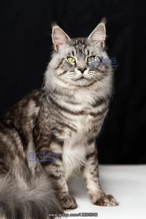 : Lovely mackerel fluffy tabby Maine Coon Cat sitting : Lovely mackerel fluffy tabby Maine Coon Cat sitting