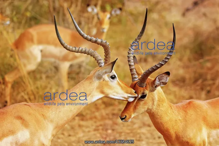 : Loving male Impalas (Aepyceros melampus), South