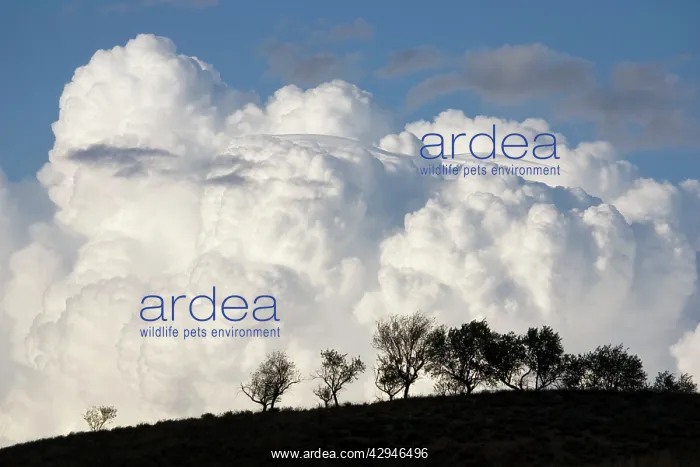  : Low altitude billowing cumulus clouds with dark