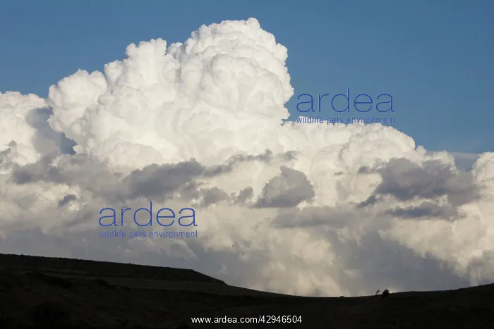 : Low altitude billowing cumulus clouds on horizon : Low altitude billowing cumulus clouds on horizon