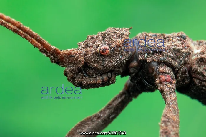 : Low angle face shot of a stick insect (Phasmatodea) : Low angle face shot of a stick insect (Phasmatodea)
