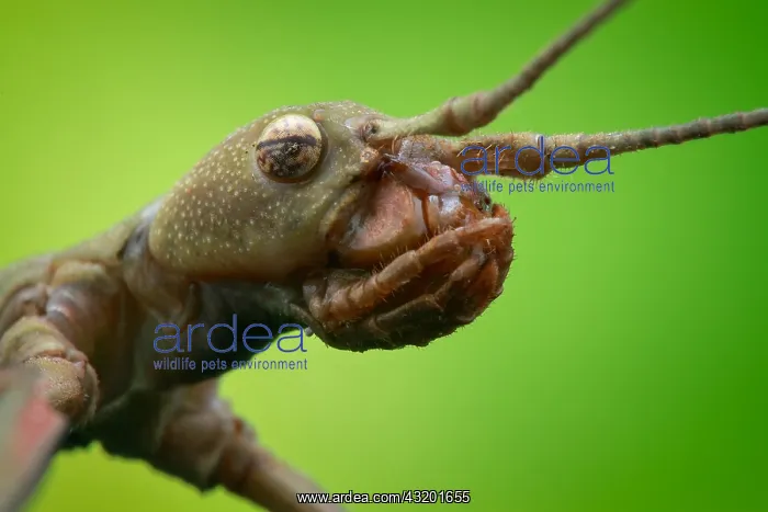 : Low angle head shot of a stick-insect (Phasmatidea) : Low angle head shot of a stick-insect (Phasmatidea)