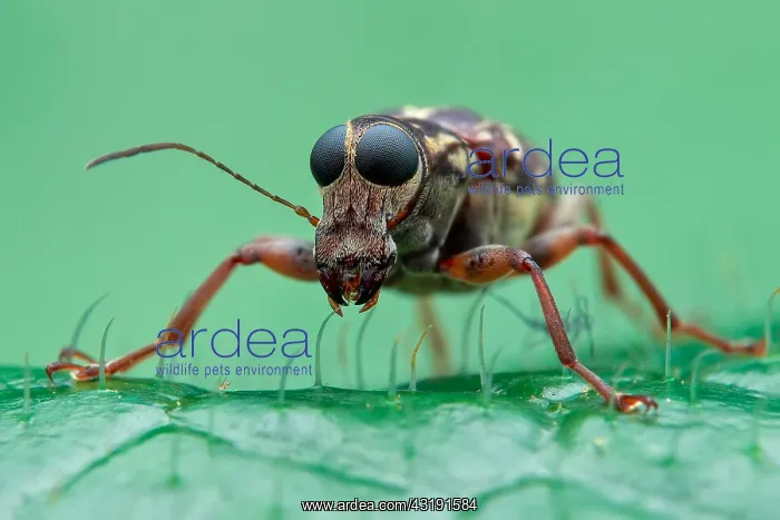 : Low angle portrait shot of a fungus weevil (Anthribidae) : Low angle portrait shot of a fungus weevil (Anthribidae)