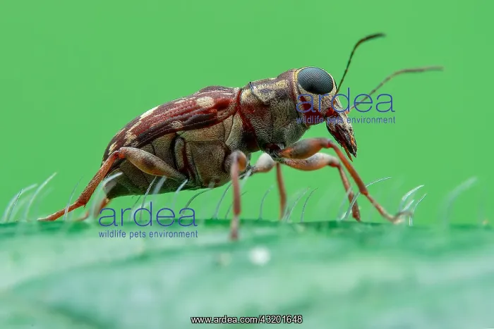 : Low angle profile shot of a fungus weevil (Anthribidae : Low angle profile shot of a fungus weevil (Anthribidae