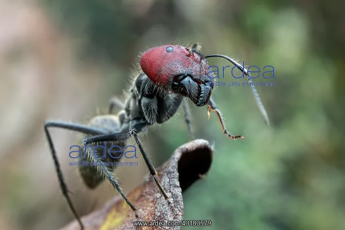 : Low angle shot of a big ant (Camponotus singularis) : Low angle shot of a big ant (Camponotus singularis)