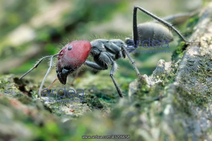: Low angle shot of a big ant (Camponotus singularis) : Low angle shot of a big ant (Camponotus singularis)