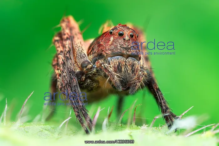 : Low angle shot of a common bod lynx spider (Hamataliwa : Low angle shot of a common bod lynx spider (Hamataliwa