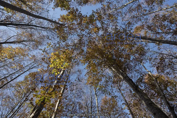 : Low angle view of European beech or common beech : Low angle view of European beech or common beech