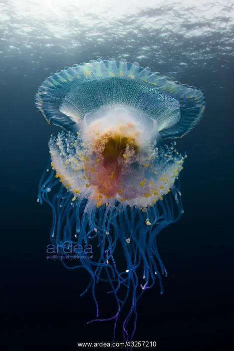 : Low angle view Jellyfish (Cephea cephea) drifting : Low angle view Jellyfish (Cephea cephea) drifting