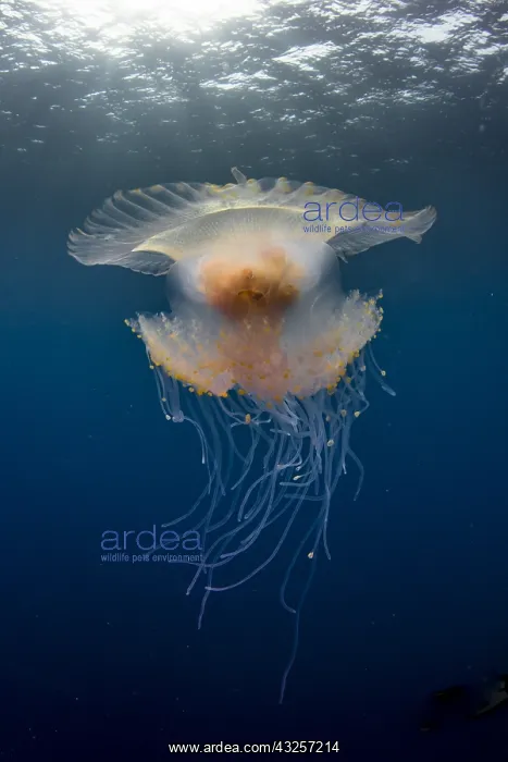 : Low angle view Jellyfish (Cephea cephea) drifting : Low angle view Jellyfish (Cephea cephea) drifting