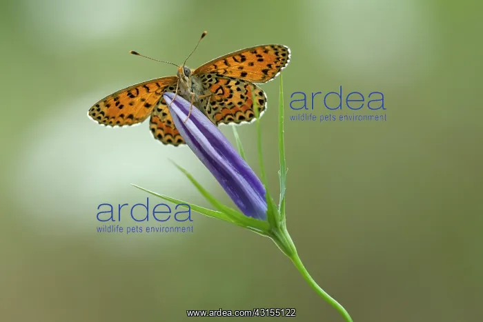 : Low angle view of Lesser Spotted Fritillary (Melitaea : Low angle view of Lesser Spotted Fritillary (Melitaea