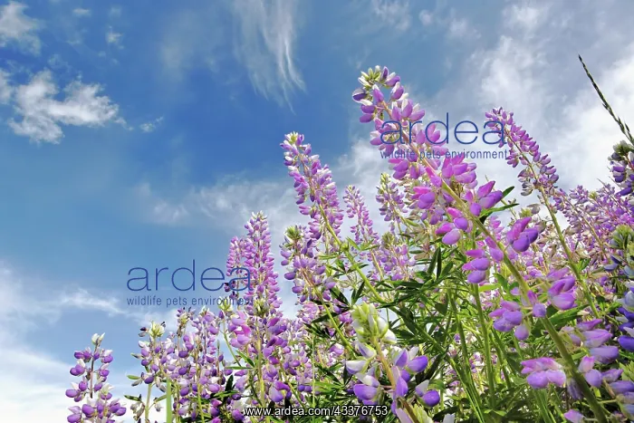 : Low angle view of Lupine flowers, Bald Hills Road : Low angle view of Lupine flowers, Bald Hills Road