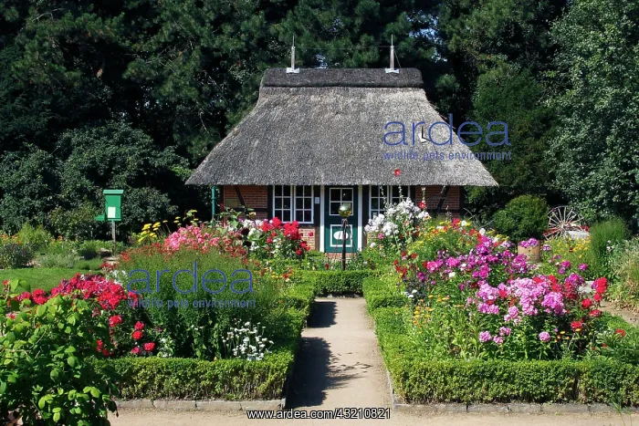 : Low German cottage garden with boxwood hedges and : Low German cottage garden with boxwood hedges and