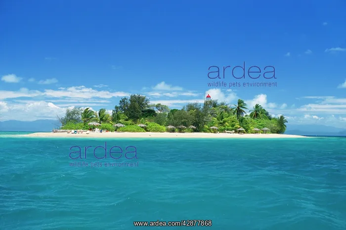 : Low Isles - off Port Douglas : Low Isles - off Port Douglas