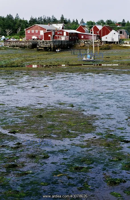 : Low Tide, Bay of Fundy : Low Tide, Bay of Fundy