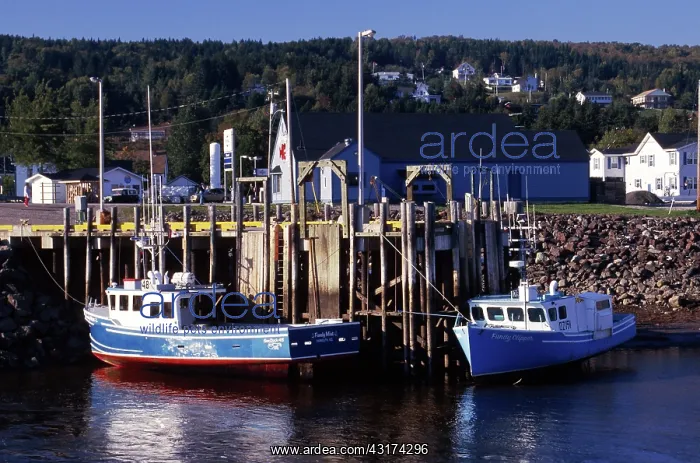 : Low Tide, Bay of Fundy : Low Tide, Bay of Fundy