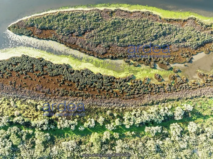 : Low tide in the marshland of Isla Canela. Aerial : Low tide in the marshland of Isla Canela. Aerial