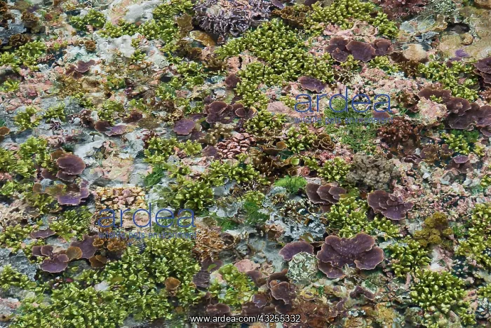 : Low tide, Misool Island, Raja Ampat Islands : Low tide, Misool Island, Raja Ampat Islands
