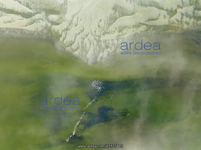: Low tide patterns, Greater Flamingos (Phoenicopterus ruber) and some coastal fog at the Walvis Bay Lagoon : Low tide patterns, Greater Flamingos (Phoenicopterus ruber) and some coastal fog at the Walvis Bay Lagoon