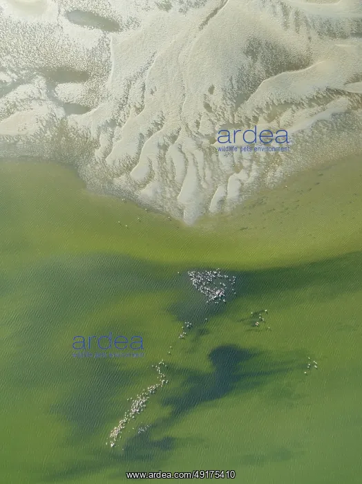 : Low tide patterns and Greater Flamingos (Phoenicopterus ruber) at the Walvis Bay Lagoon : Low tide patterns and Greater Flamingos (Phoenicopterus ruber) at the Walvis Bay Lagoon
