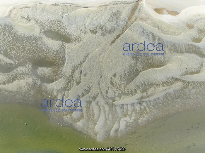 : Low tide patterns and Greater Flamingos (Phoenicopterus ruber) at the Walvis Bay Lagoon : Low tide patterns and Greater Flamingos (Phoenicopterus ruber) at the Walvis Bay Lagoon