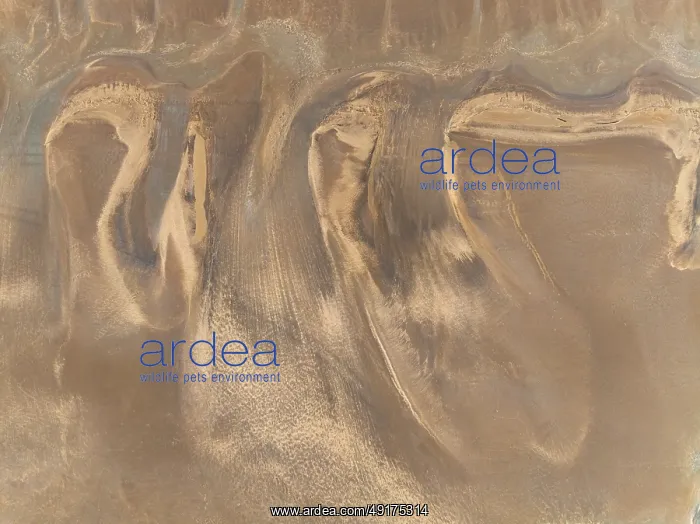 : Low tide patterns in the ground of the Walvis Bay Lagoon : Low tide patterns in the ground of the Walvis Bay Lagoon