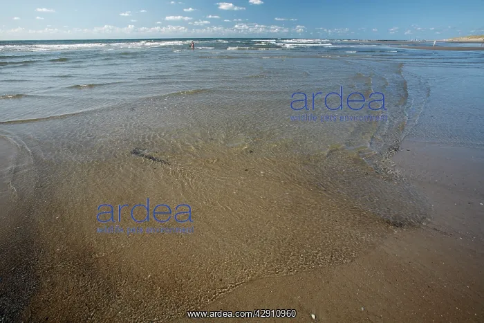 : Low Tide and ripples on beach : Low Tide and ripples on beach