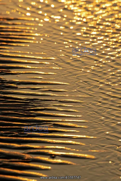  : Low tide, sunrise in the mudflats on the North Sea