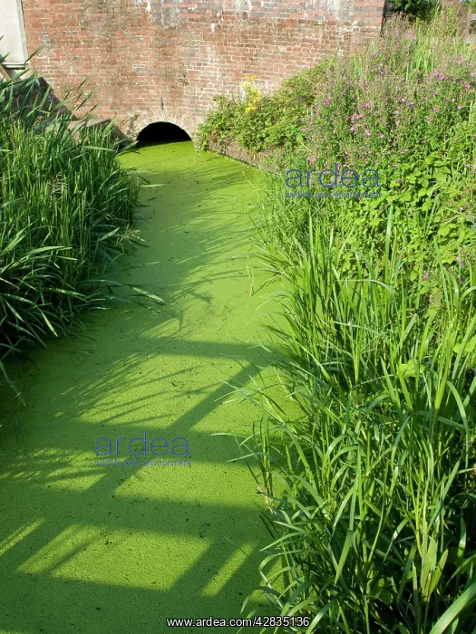 : Low water in reservoir feeder stream : Low water in reservoir feeder stream