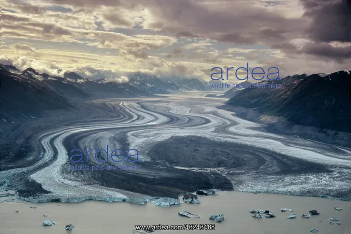 : Lowell Glacier flows into the Alsek River : Lowell Glacier flows into the Alsek River