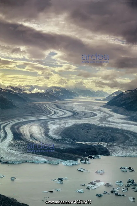 : Lowell Glacier flows into the Alsek River : Lowell Glacier flows into the Alsek River