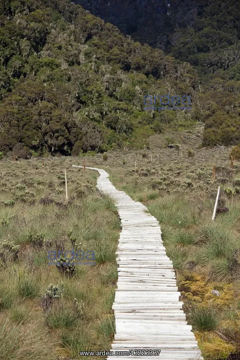  : The lower Bigo Bog with giant lobelia and