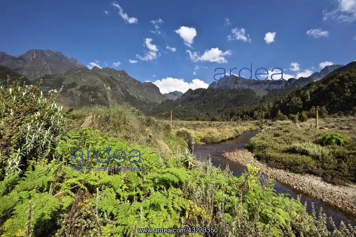 : The lower Bigo Bog with giant lobelia and : The lower Bigo Bog with giant lobelia and