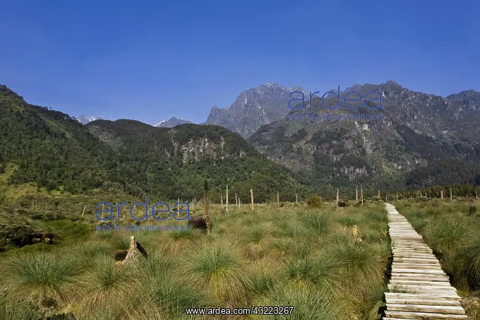  : Lower Bigo Bog in the Rwenzori Mountains