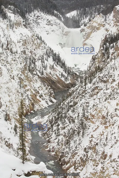 : Lower Falls at the Grand Canyon of Yellowstone : Lower Falls at the Grand Canyon of Yellowstone