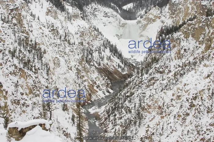 : Lower Falls at the Grand Canyon of Yellowstone in winter : Lower Falls at the Grand Canyon of Yellowstone in winter