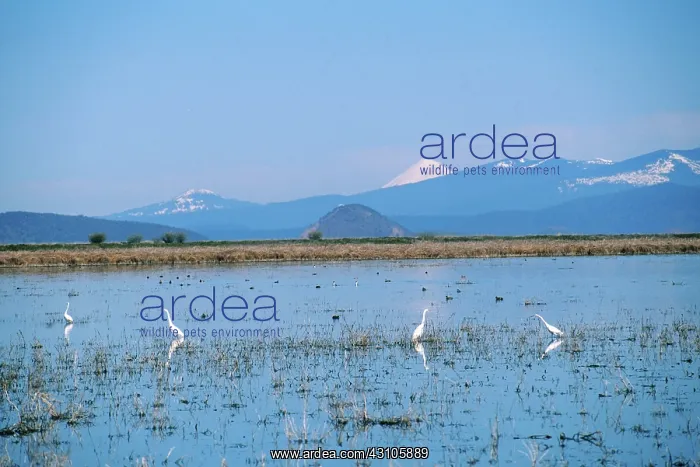 : Lower Klamath NWR : Lower Klamath NWR