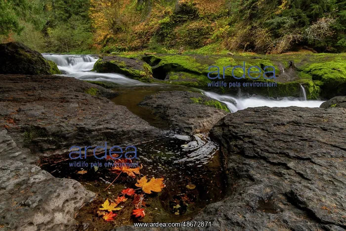 : Lower Lewis River Falls in autumn in the Gifford Pinchot : Lower Lewis River Falls in autumn in the Gifford Pinchot