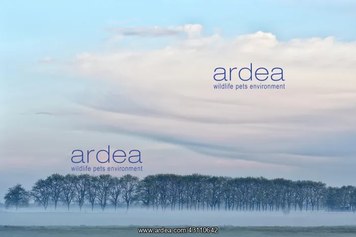 : Lower Rhine meadow landscape with trees and ground : Lower Rhine meadow landscape with trees and ground